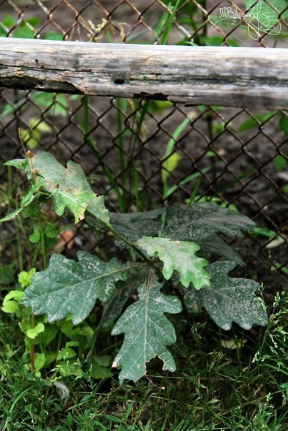 Фотовиставка Тетяни Должко